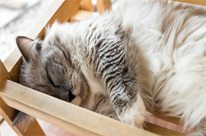 猫が箱の中で寝ている様子
