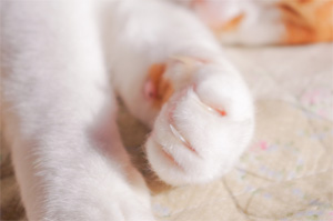 白い猫の前足