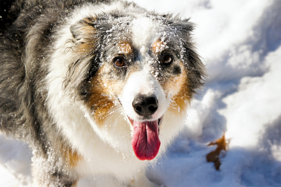 犬の雪の散歩は対策とケアが必要 寒さに強い 弱い犬種や注意点 ペット情報室