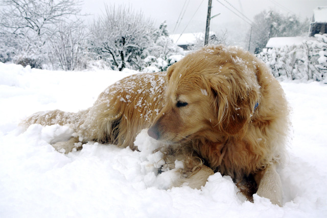 犬の雪の散歩は対策とケアが必要 寒さに強い 弱い犬種や注意点 ペット情報室