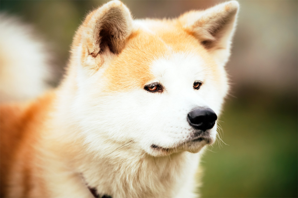 秋田犬は海外でも人気上昇中 人に話したくなる秋田犬の豆知識 ペット情報室
