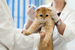 診療されている猫