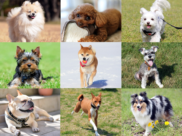 目的別で探す飼いやすい犬種 ペット情報室
